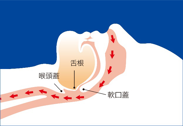 健常者の気道